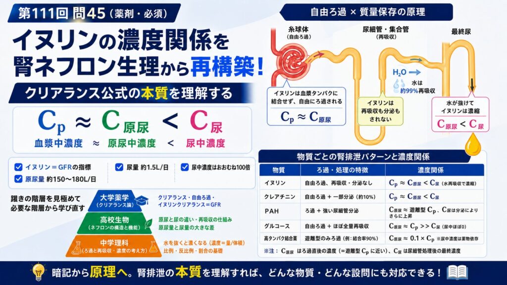 第111回薬剤師国家試験 問45のイヌリン濃度関係を解説するインフォグラフィック。中央に Cp ≒ C原尿 ＜ C尿 の式を示し、右側のネフロン模式図で、イヌリンが糸球体で自由ろ過され、水が約99%再吸収される一方、イヌリンは再吸収も分泌もされず、最終尿で濃縮されることを説明している。下部にはイヌリン、クレアチニン、PAH、グルコース、高タンパク結合薬の腎排泄パターンと濃度関係の比較表がある。